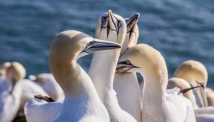 kaiyun网站-NBA球队战术调整及应用，nba篮球战术