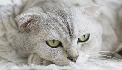 kaiyun网站-NBA球队战术调整及应用，nba篮球战术