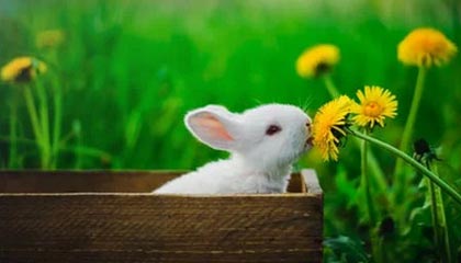 kaiyun网站-NBA球队战术调整及应用，nba篮球战术